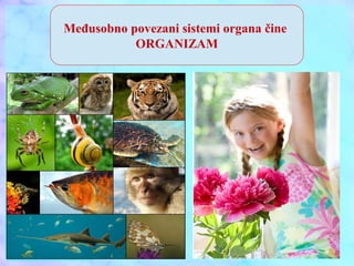 Međusobno povezani sistemi organa čine
ORGANIZAM
 