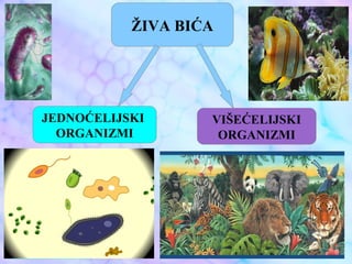 ŽIVA BIĆA
JEDNOĆELIJSKI
ORGANIZMI
VIŠEĆELIJSKI
ORGANIZMI
 