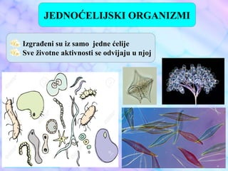 JEDNOĆELIJSKI ORGANIZMI
Izgrađeni su iz samo jedne ćelije
Sve životne aktivnosti se odvijaju u njoj
 