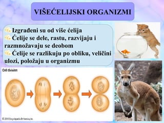 VIŠEĆELIJSKI ORGANIZMI
Izgrađeni su od više ćelija
Ćelije se dele, rastu, razvijaju i
razmnožavaju se deobom
Ćelije se razlikuju po obliku, veličini
ulozi, položaju u organizmu
 