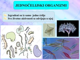 Jednoćelijski i višećelijski organizmi
