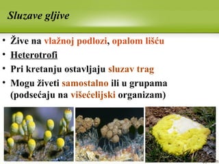 Sluzave gljive
• Žive na vlažnoj podlozi, opalom lišću
• Heterotrofi
• Pri kretanju ostavljaju sluzav trag
• Mogu živeti samostalno ili u grupama
(podsećaju na višećelijski organizam)
 