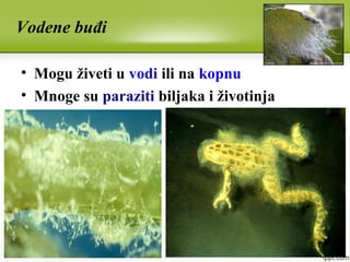 Vodene buđi
• Mogu živeti u vodi ili na kopnu
• Mnoge su paraziti biljaka i životinja
 
