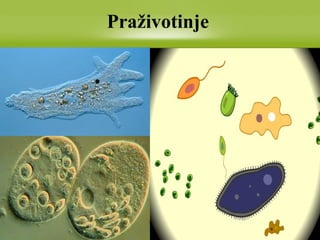 Praživotinje
 