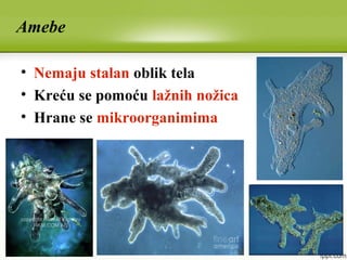 Amebe
• Nemaju stalan oblik tela
• Kreću se pomoću lažnih nožica
• Hrane se mikroorganimima
 