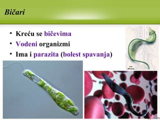 Bičari
• Kreću se bičevima
• Vodeni organizmi
• Ima i parazita (bolest spavanja)
 