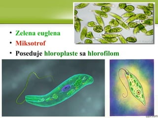 • Zelena euglena
• Miksotrof
• Poseduje hloroplaste sa hlorofilom
 