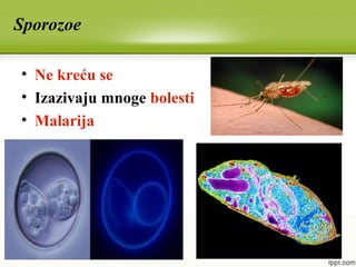 Sporozoe
• Ne kreću se
• Izazivaju mnoge bolesti
• Malarija
 