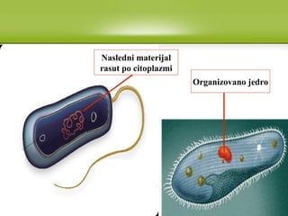 Nasledni materijal
rasut po citoplazmi
Organizovano jedro
 