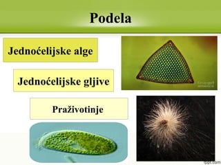 Jednoćelijske alge
Podela
Jednoćelijske gljive
Praživotinje
 