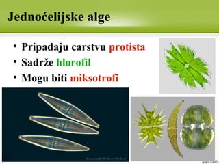 Jednoćelijske alge
• Pripadaju carstvu protista
• Sadrže hlorofil
• Mogu biti miksotrofi
 
