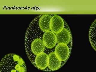 Planktonske alge
 