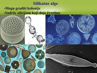 Silikatne alge
-Mogu graditi kolonije
-Sadrže silicijum koji daje čvrstinu
 