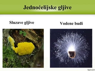 Jednoćelijske gljive
Sluzave gljive Vodene buđi
 