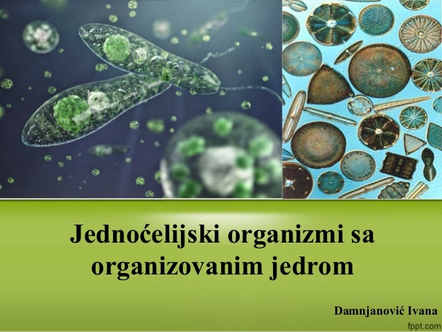 Jednoćelijski organizmi sa organizovanim jedrom