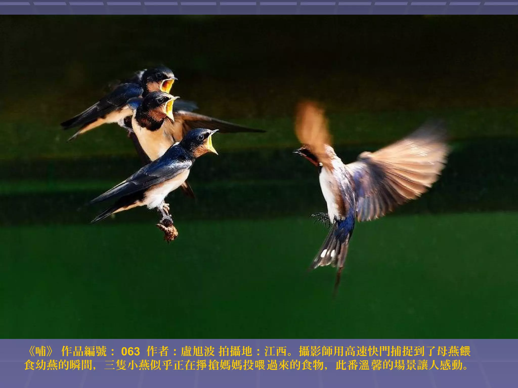 《哺》 作品編號： 063 作者：盧旭波 拍攝地：江西。攝影師用高速快門捕捉到了母燕餵
食幼燕的瞬間，三隻小燕似乎正在掙 搶媽媽投喂 過來的食物，此番溫 馨的場景讓人感動。

 