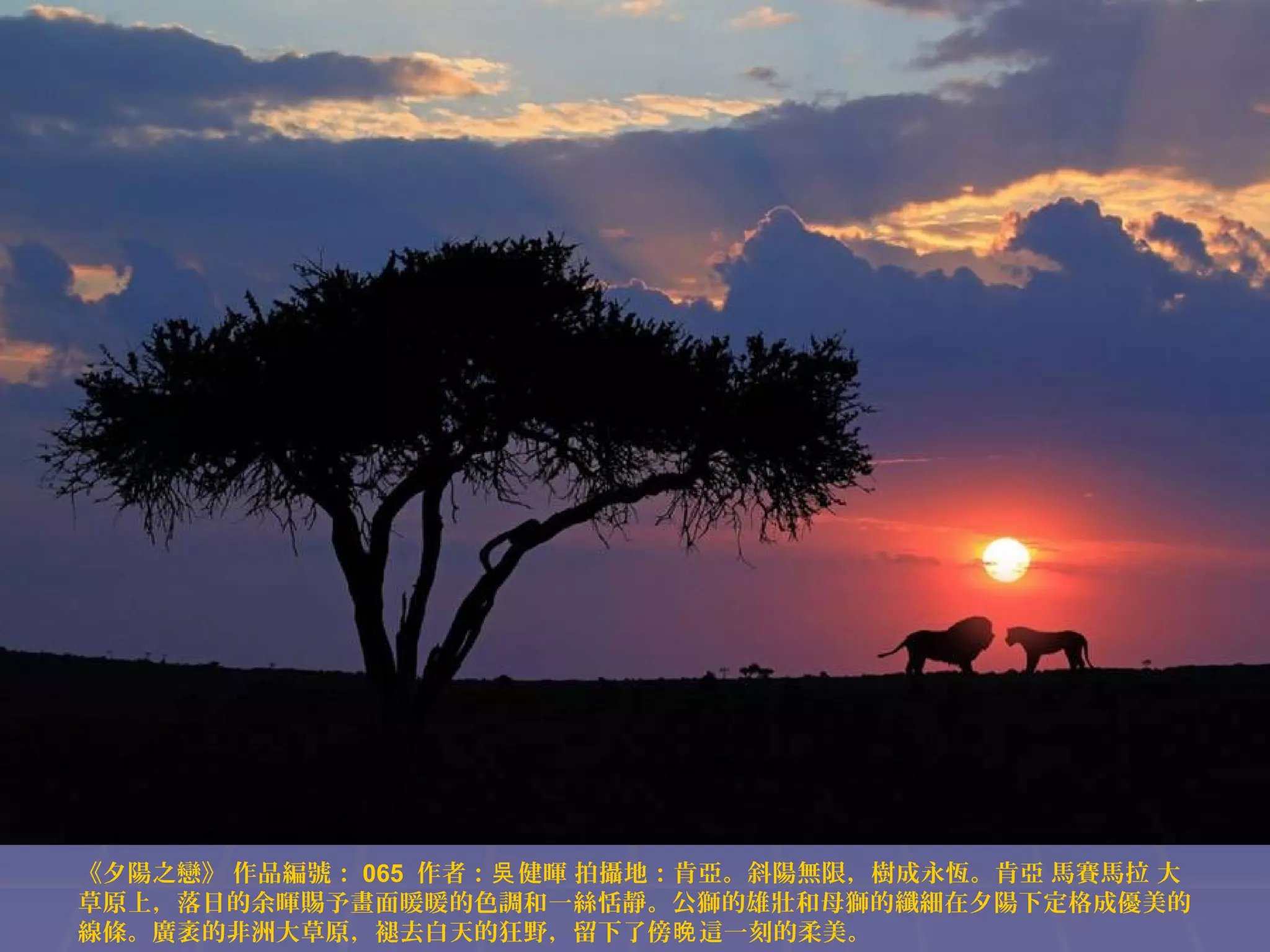 《夕陽之戀》 作品編號： 065 作者：吳 健暉 拍攝地：肯亞。斜陽無限，樹成永恆。肯亞 馬賽馬拉 大
草原上，落日的余暉賜予畫面暖暖的色調和一絲恬靜。公獅的雄壯和母獅的纖細在夕陽下定格成優美的
線條。廣袤的非洲大草原，褪去白天的狂野，留下了傍晚 這一刻的柔美。

 