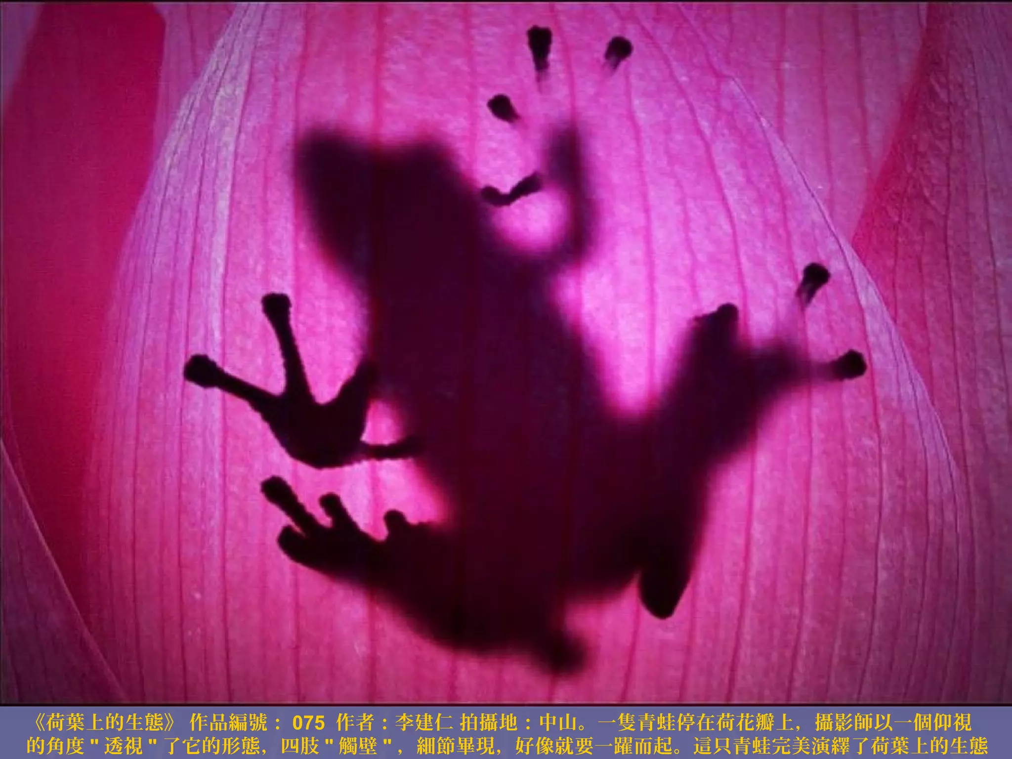 《荷葉上的生態》 作品編號： 075 作者：李建仁 拍攝地：中山。一隻青蛙停在荷花瓣上，攝影師以一個仰視
的角度 " 透視 " 了它的形態，四肢 " 觸壁 " ，細節畢現，好像就要一躍而起。這只青蛙完美演繹了荷葉上的生態

 