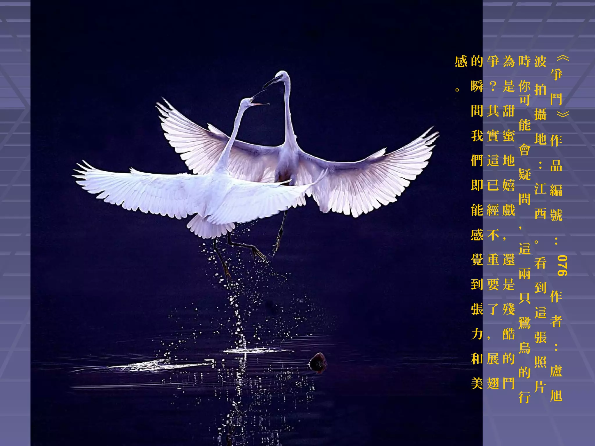 《

感的爭為時波

》

爭
。瞬？是你拍
可 鬥
間其甜 攝
能
我實蜜 地作
會
們這地 ：品
疑
即已嬉 江編
問
能經戲 西號
，
感不， 。：
這
覺重還 看
兩
到要是 到
只 作
張了殘 這
鷺 者
力，酷 張
鳥 ：
和展的 照
的 盧
美翅鬥 片
行 旭

076

 