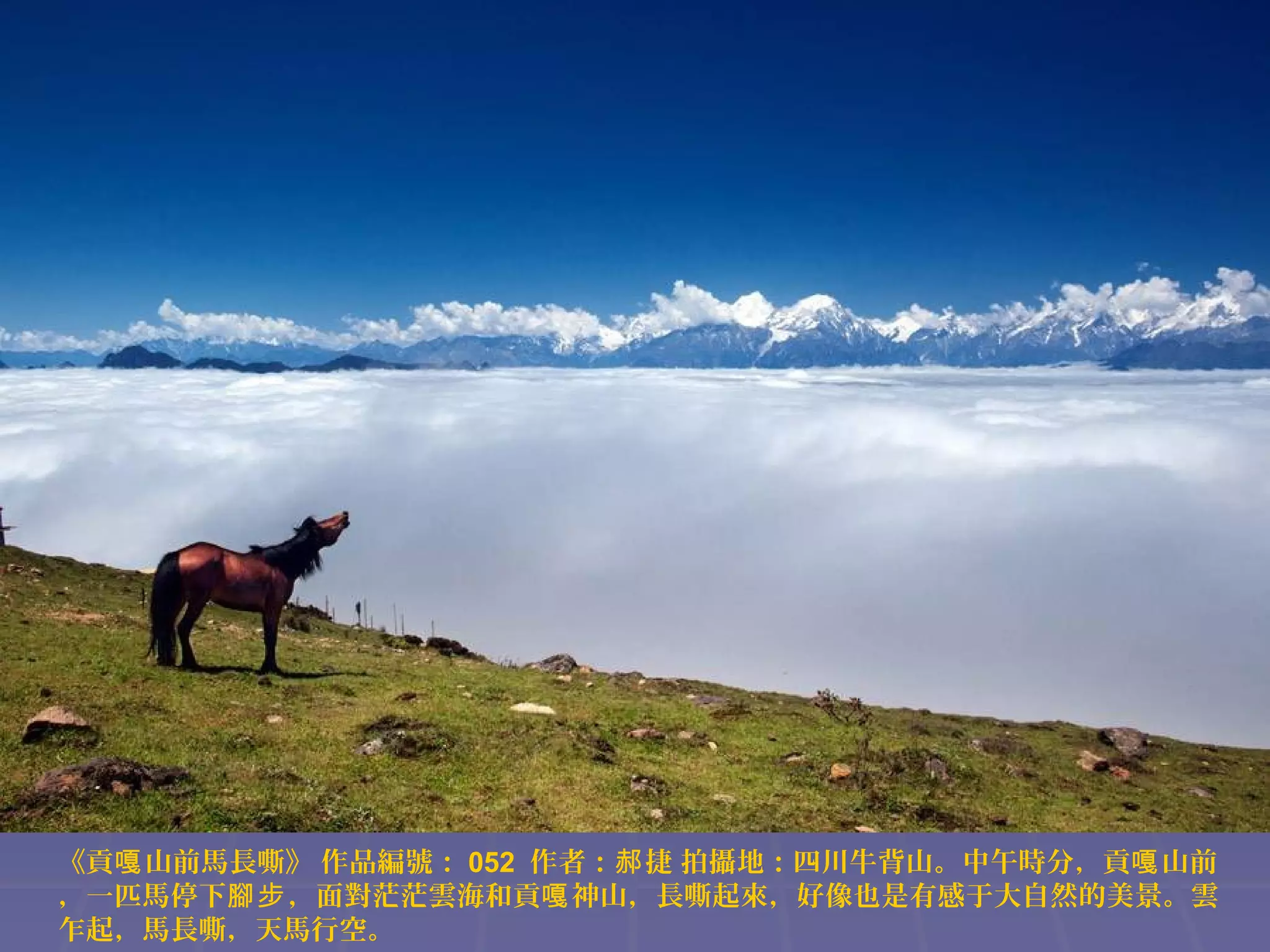 《貢嘎 山前馬長嘶》 作品編號： 052 作者：郝 捷 拍攝地：四川牛背山。中午時分，貢嘎 山前
，一匹馬停下腳步 ，面對茫茫雲海和貢嘎 神山，長嘶起來，好像也是有感于大自然的美景。雲
乍起，馬長嘶，天馬行空。

 