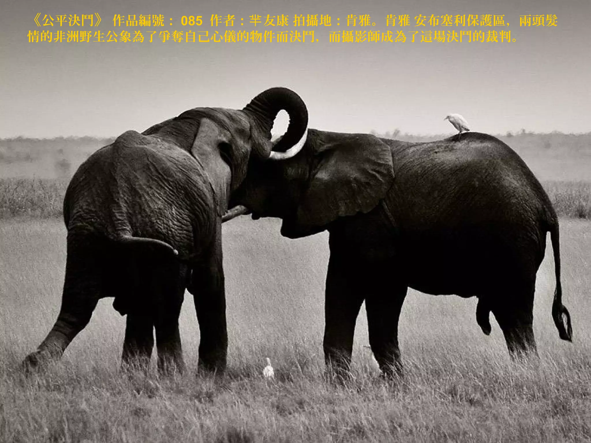 《公平決鬥》 作品編號： 085 作者：羋 友康 拍攝地：肯雅。肯雅 安布塞利保護區，兩頭髮
情的非洲野生公象為了爭奪自己心儀的物件而決鬥，而攝影師成為了這場決鬥的裁判。

 