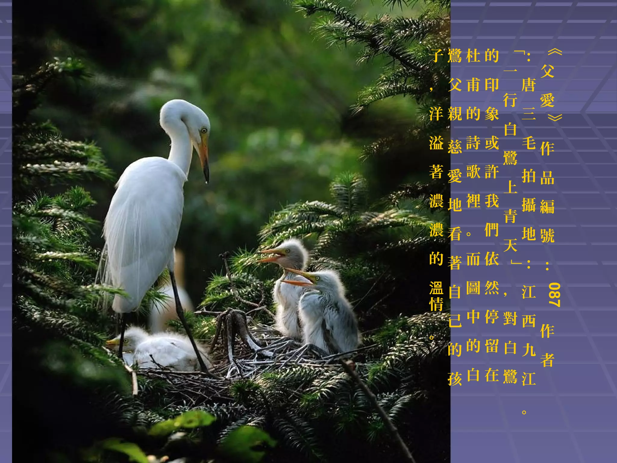 溢慈詩或
著愛歌許
濃地裡我
濃看。們

白
鷺
上
青
天

三

愛

毛作
拍品
攝編
地號
：：

」

的著而依

行

唐

父
》

洋親的象

一

：

《

，父甫印

「

.
子鷺杜的

087

溫自圖然，江
情
己中停對西
作
。
的的留白九
者
孩白在鷺江
。

 