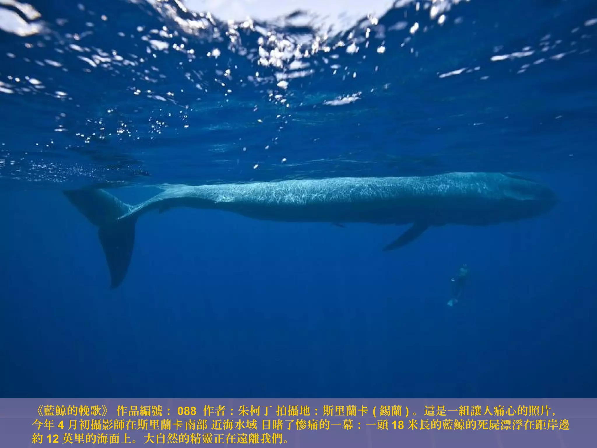 《藍鯨的輓歌》 作品編號： 088 作者：朱柯丁 拍攝地：斯里蘭卡 ( 錫蘭 ) 。這是一組讓人痛心的照片，
今年 4 月初攝影師在斯里蘭卡 南部 近海水域 目睹了慘痛的一幕：一頭 18 米長的藍鯨的死屍漂浮在距岸邊
約 12 英里的海面上。大自然的精靈正在遠離我們。

 