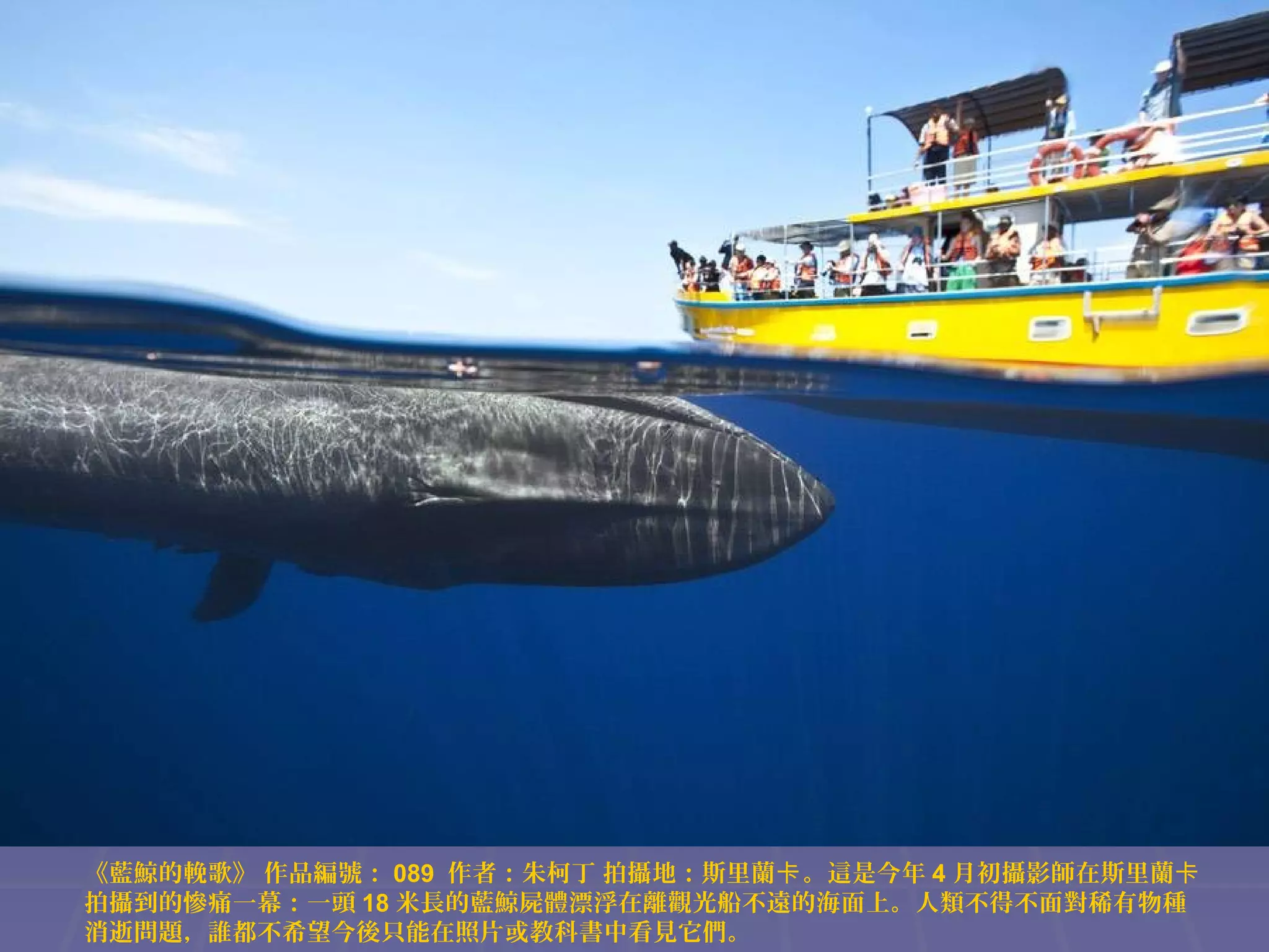 《藍鯨的輓歌》 作品編號： 089 作者：朱柯丁 拍攝地：斯里蘭卡 。這是今年 4 月初攝影師在斯里蘭卡
拍攝到的慘痛一幕：一頭 18 米長的藍鯨屍體漂浮在離觀光船不遠的海面上。人類不得不面對稀有物種
消逝問題，誰都不希望今後只能在照片或教科書中看見它們。

 