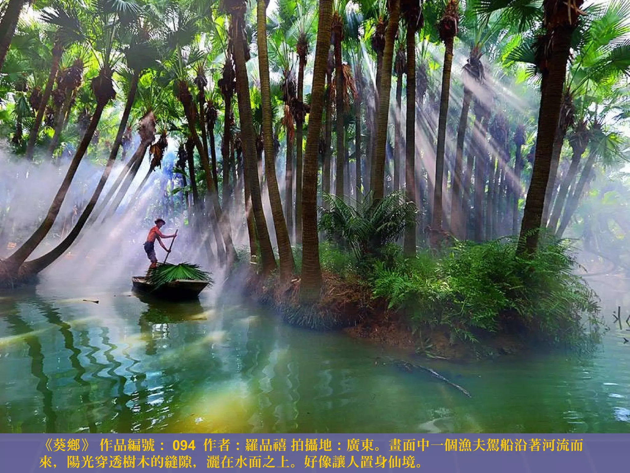 《葵鄉 》 作品編號： 094 作者：羅品禧 拍攝地：廣東。畫面中一個漁夫駕船沿著河流而
來，陽光穿透樹木的縫隙，灑在水面之上。好像讓人置身仙境。

 