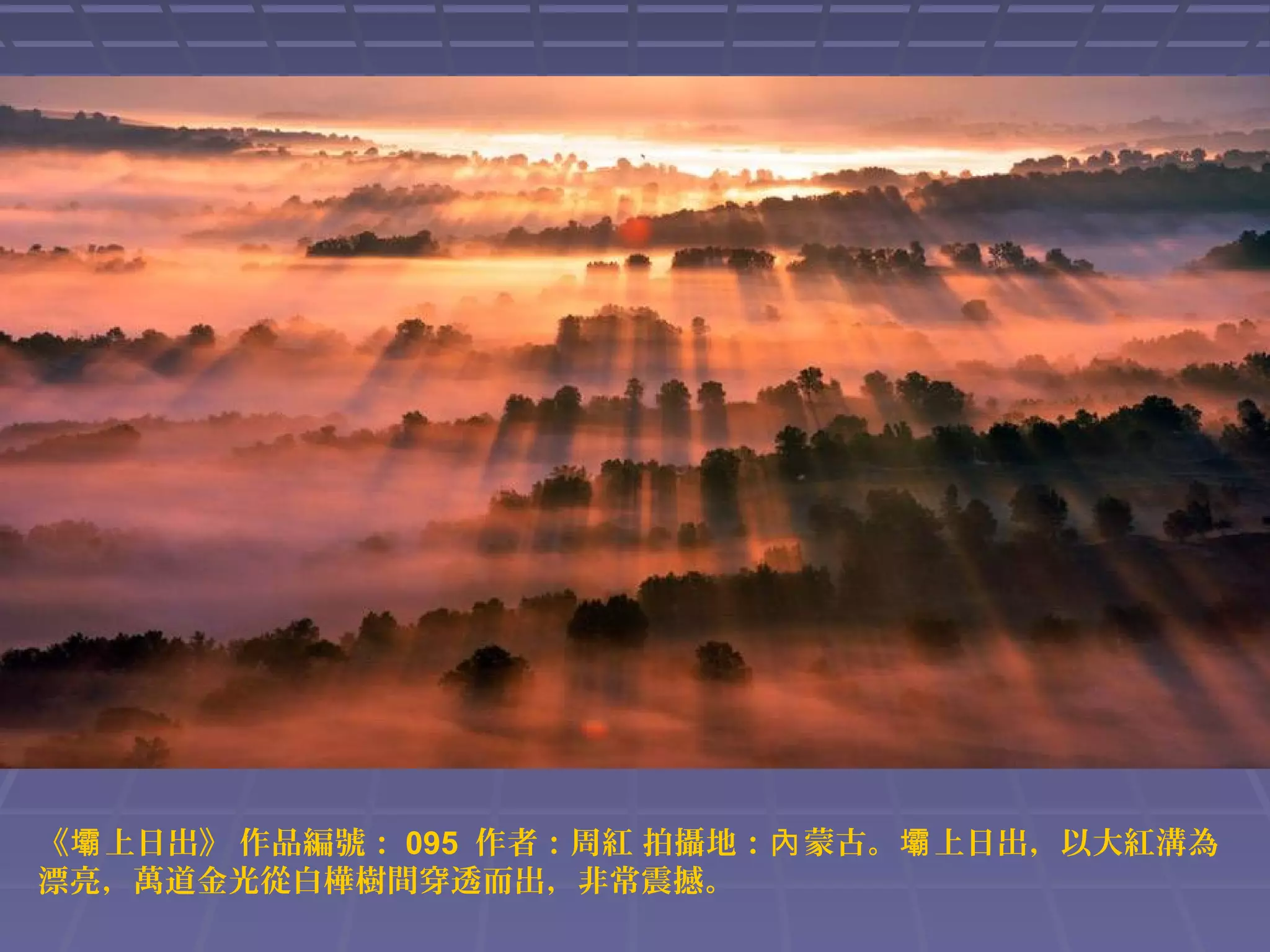 《壩 上日出》 作品編號： 095 作者：周紅 拍攝地：內 蒙古。壩 上日出，以大紅溝為
漂亮，萬道金光從白樺樹間穿透而出，非常震撼。

 
