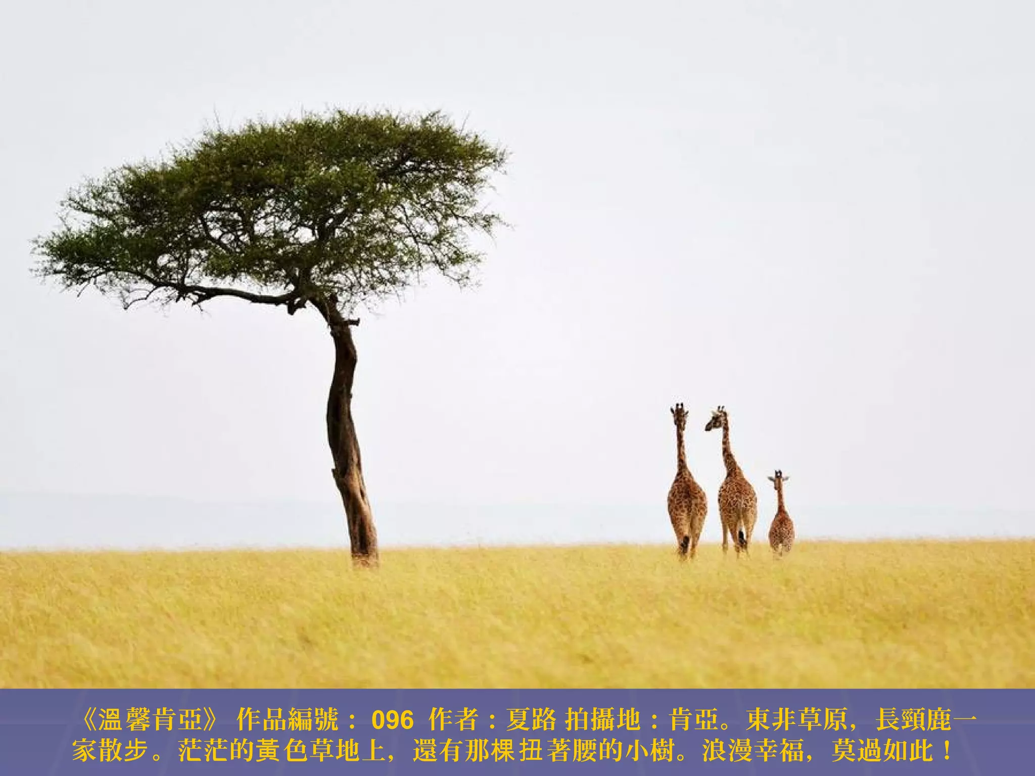 《溫 馨肯亞》 作品編號： 096 作者：夏路 拍攝地：肯亞。東非草原，長頸鹿一
家散步 。茫茫的黃 色草地上，還有那棵扭 著腰的小樹。浪漫幸福，莫過如此！

 