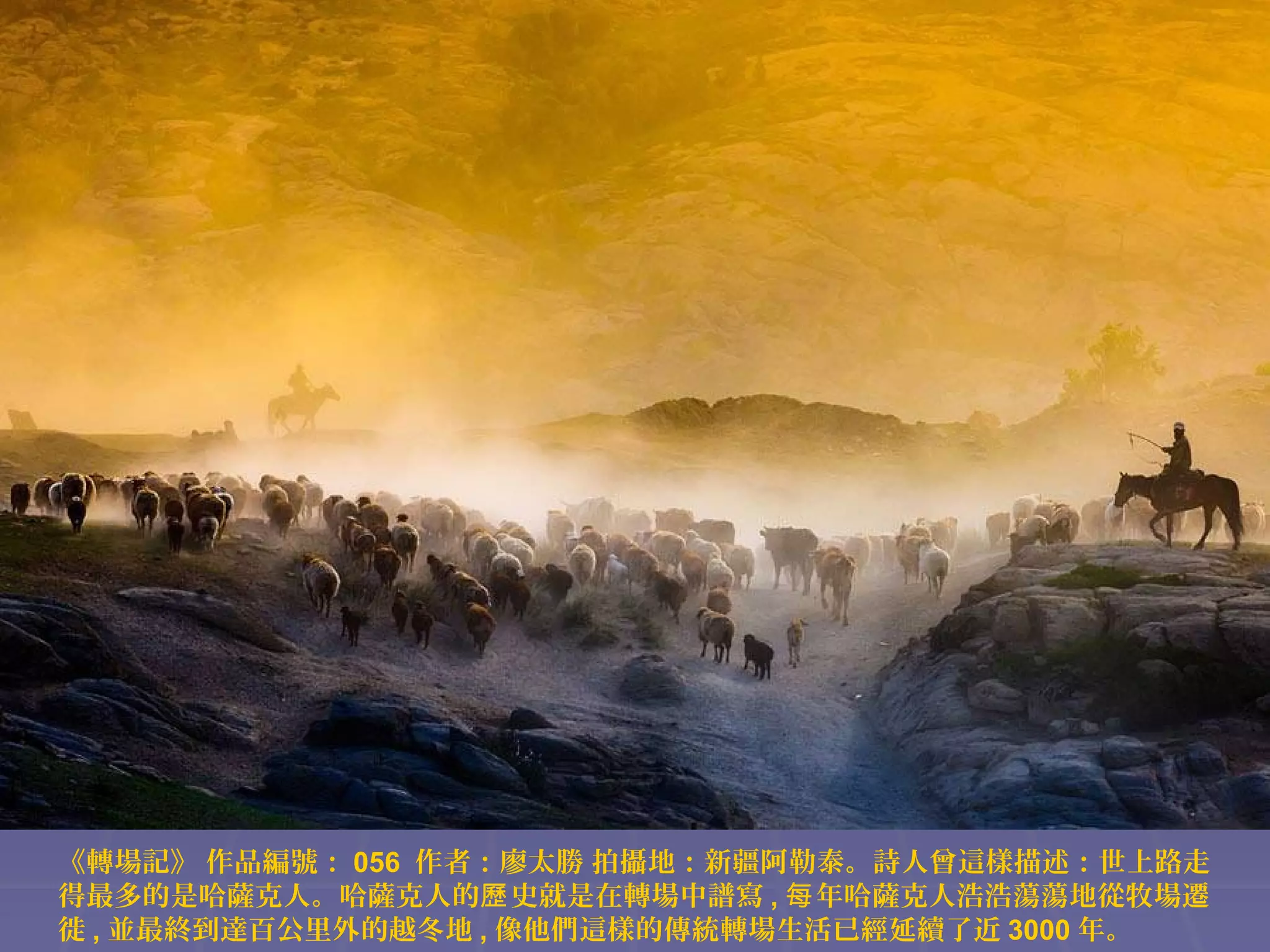 《轉場記》 作品編號： 056 作者：廖太勝 拍攝地：新疆阿勒泰。詩人曾這樣描述：世上路走
得最多的是哈薩克人。哈薩克人的歷 史就是在轉場中譜寫 , 每 年哈薩克人浩浩蕩蕩地從牧場遷
徙 , 並最終到達百公里外的越冬地 , 像他們這樣的傳統轉場生活已經延續了近 3000 年。

 
