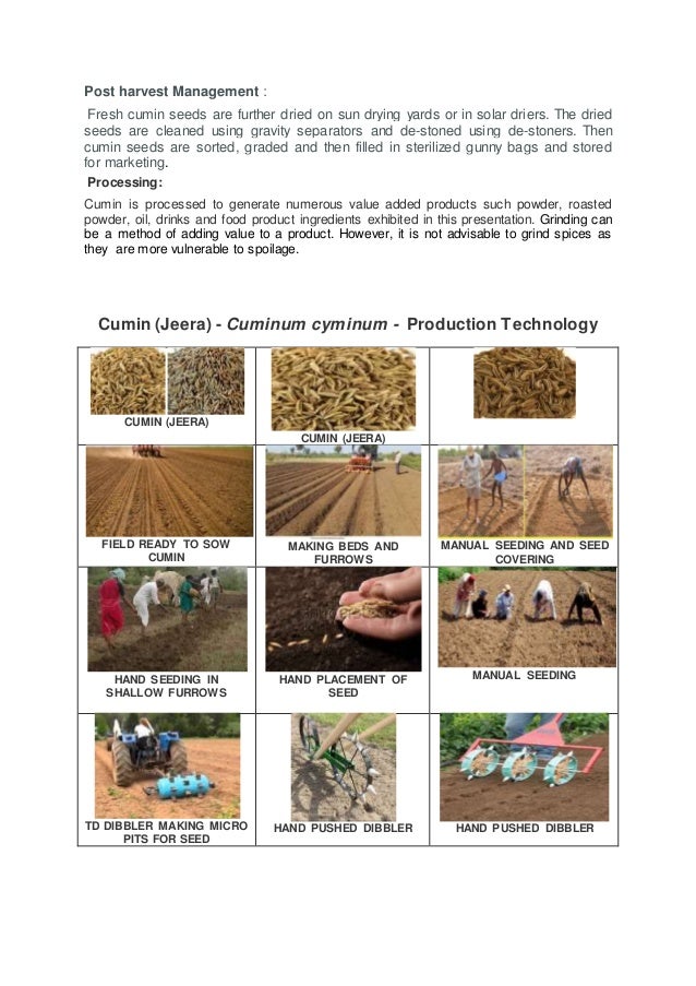 CUMIN (JEERA) PRODUCTION AND PROCESSING TECHNOLOGY FOR VALUE ADDED PR…