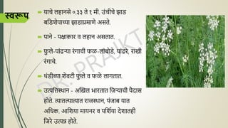 स्वरूप
 र्ाचे लहानसे ०.३३ िे १ मी. उंचीचे झाड
बशडशेिाच्या झाडाप्रमाणे असिे.
 िाने - ििाकार ि लहान असिाि.
 फ
ु ले-िांढऱ्र्ा रंगाची फळ-लांबोडे, िांढरे, राखी
रंगाचे.
 थंडीच्या शेिटी फ
ु ले ि फळे लागिाि.
 उत्पशत्तस्थान - अखखल भारिाि शजऱ्र्ाची िैिास
होिे. त्यािल्यात्याि राजस्थान, िंजाब र्ाि
अशर्क. आशशर्ा मार्नर ि िशशघर्ा िेशािही
शजरे उत्पन्न होिे.
 