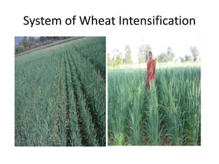 System of Wheat Intensification
 