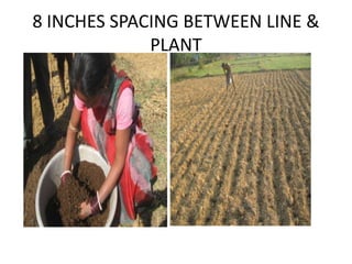 8 INCHES SPACING BETWEEN LINE &
PLANT
 
