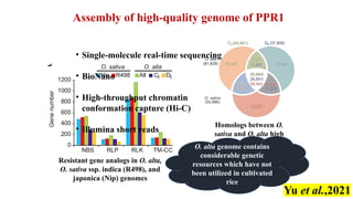 de novo domestication next generation approach to crop improvement.pptx