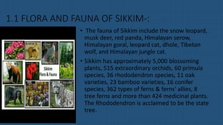 1.1 FLORA AND FAUNA OF SIKKIM-:
• The fauna of Sikkim include the snow leopard,
musk deer, red panda, Himalayan serow,
Himalayan goral, leopard cat, dhole, Tibetan
wolf, and Himalayan jungle cat.
• Sikkim has approximately 5,000 blossoming
plants, 515 extraordinary orchids, 60 primula
species, 36 rhododendron species, 11 oak
varieties, 23 bamboo varieties, 16 conifer
species, 362 types of ferns & ferns' allies, 8
tree ferns and more than 424 medicinal plants.
The Rhododendron is acclaimed to be the state
tree.
 