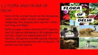 • Some of the animals found are the Mongoose,
Indian Hare, Indian Gerbils, Longeared
Hedgehog, five stripped palm squirrel, Indian
bull Frog, and Nilgai.
• Delhi occupies a floral diversity of 377 genera
and 551 species belonging to 90 angiospermic
families. Dicots are represented with 76
families, 299 genera and 448 species whereas
monocots are represented with 14 families, 78
genera and 103 species
1.2 FLORA AND FAUNA OF
DELHI-:
 