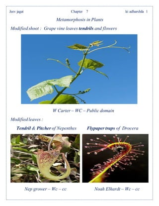 Jeev jagat Chapter 7 ki adharshila 1
Metamorphosis in Plants
Modified shoot : Grape vine leaves tendrils and flowers
W Carter – WC – Public domain
Modified leaves :
Tendril & Pitcher of Nepenthes Flypaper traps of Drocera
Nep grower – Wc – cc Noah Elhardt – Wc – cc
 