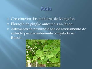 ÁsiaCrescimento dos pinheiros da Mongólia.Floração de gingko antecipou no Japão.Alterações na profundidade de resfriamento do subsolo permanentemente congelado na Rússia.