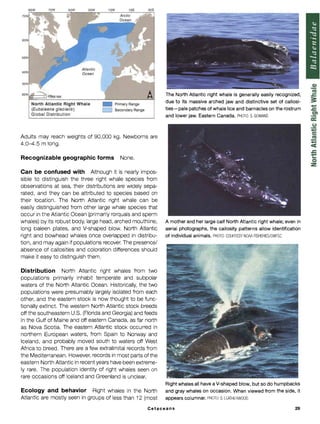 Callosity Patterns Jefferson et al_Marine Mammals of the World_Comprehensive Guide to ...