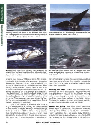 Callosity Patterns Jefferson et al_Marine Mammals of the World_Comprehensive Guide to ...
