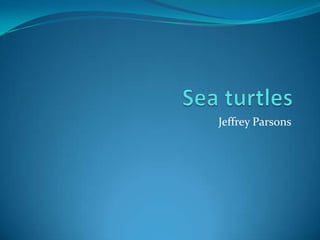 Sea turtles Jeffrey Parsons 