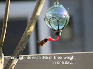 Hummingbirds eat 50% of their weight in one day….