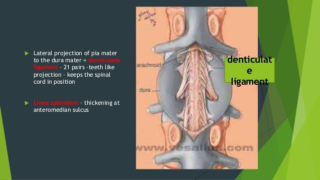 SPACES FORMED BY MENINGES AND MENINGEAL COVERINGS OF SPINAL CORD