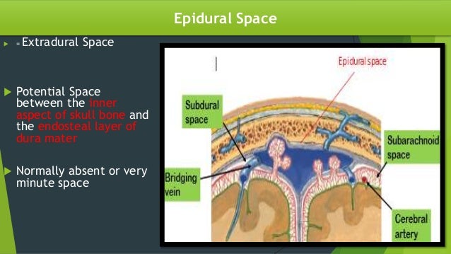 SPACES FORMED BY MENINGES AND MENINGEAL COVERINGS OF SPINAL CORD