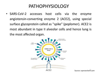 PATHOPHYSIOLOGY
• SARS-CoV-2 accesses host cells via the enzyme
angiotensin-converting enzyme 2 (ACE2), using special
surface glycoprotein called as "spike" (peplomer). ACE2 is
most abundant in type II alveolar cells and hence lung is
the most affected organ.
Source: caymanchem.com
11
 
