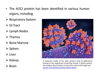 • The ACE2 protein has been identiﬁed in various human
organs, including
 Respiratory System
 GI Tract
 Lymph Nodes
 Thymus
 Bone Marrow
 Spleen
 Liver
 Kidney
 Brain
A molecular model of the spike proteins (red) of SARS-CoV-2
binding to the angiotensin-converting enzyme 2 (ACE2) protein,
the receptor (blue) which is its the entry route to the target cell.
Source: Juan Gaertner/Science Photo Library 12
 