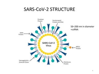 SARS-CoV-2 STRUCTURE
50–200 nm in diameter
+ssRNA
4
 